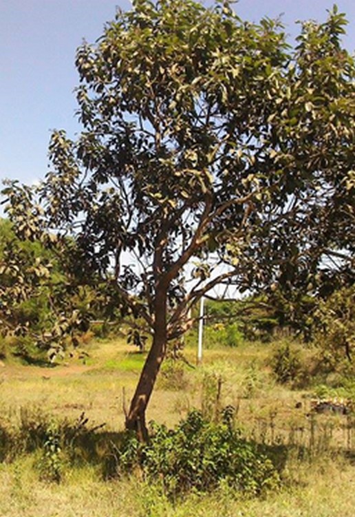 /Piliostigma_thonningii2ThikaKE20160301.jpg