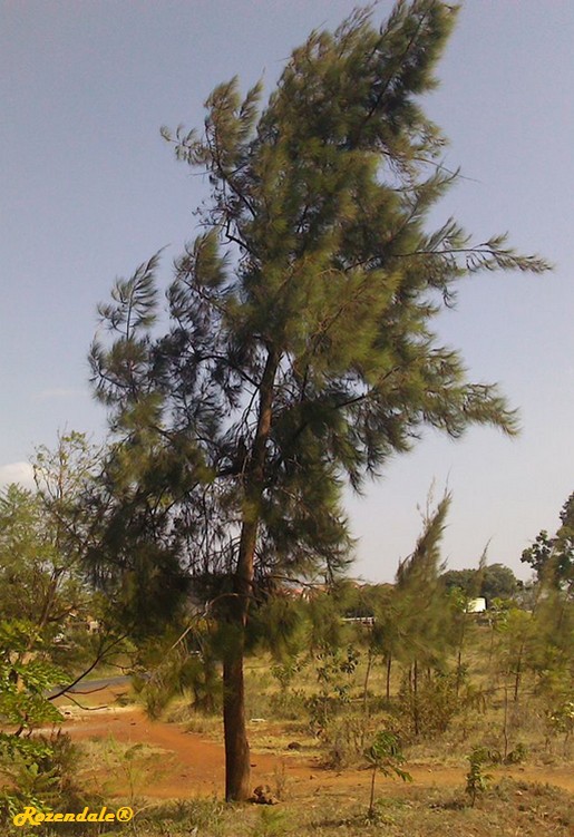 /Pinus_caribaea2Thika20160301.jpg