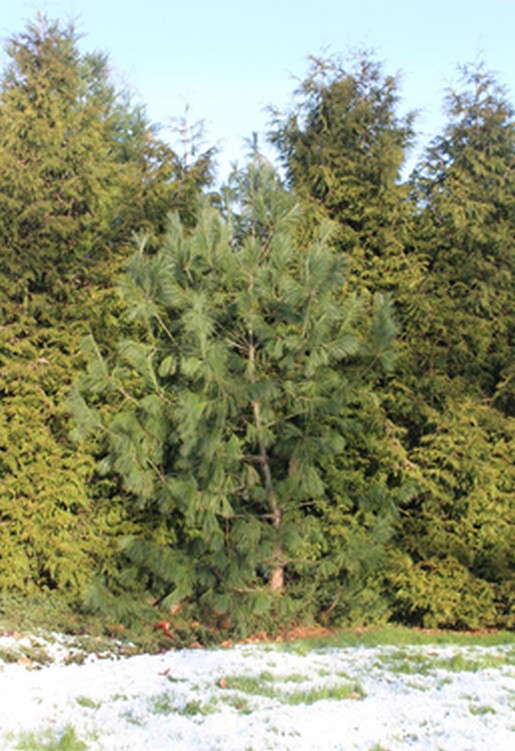 /Pinus_wallichiana2Sneek20160118.jpg