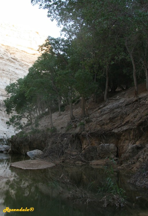 /Populus_euphratica2EinAvdatIL20100710.jpg