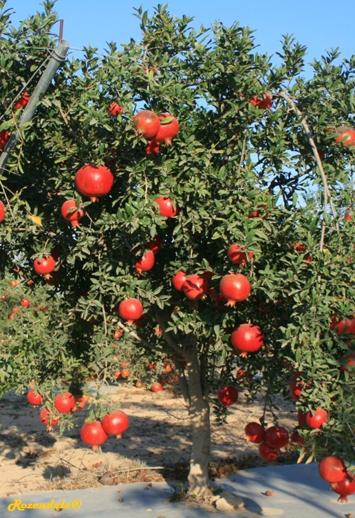 /Punica_granatum2SdehBoker20110901.jpg