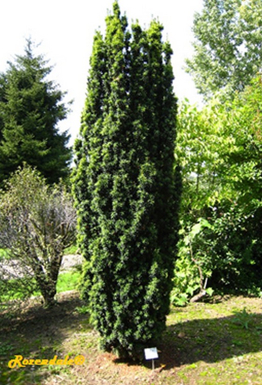 /Taxus_baccata2Sneek20160118.jpg