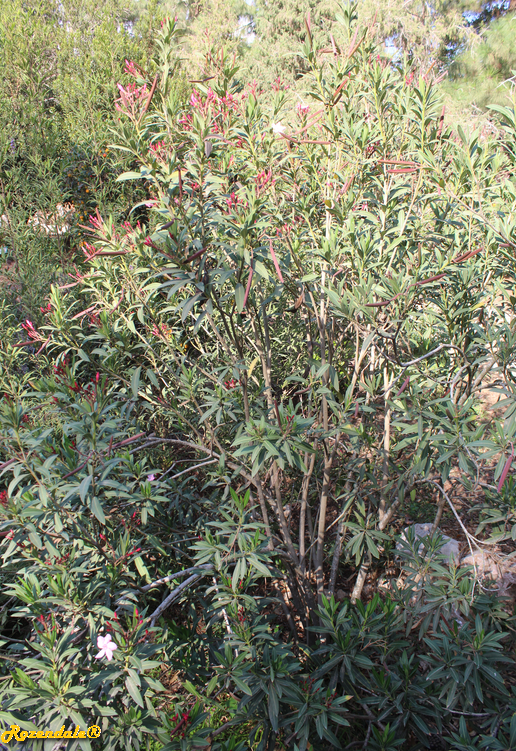 /images/plants/1_10_2_PlantVerticalPhotographs/Nerium_oleander2Jerusalem20171105.PNG