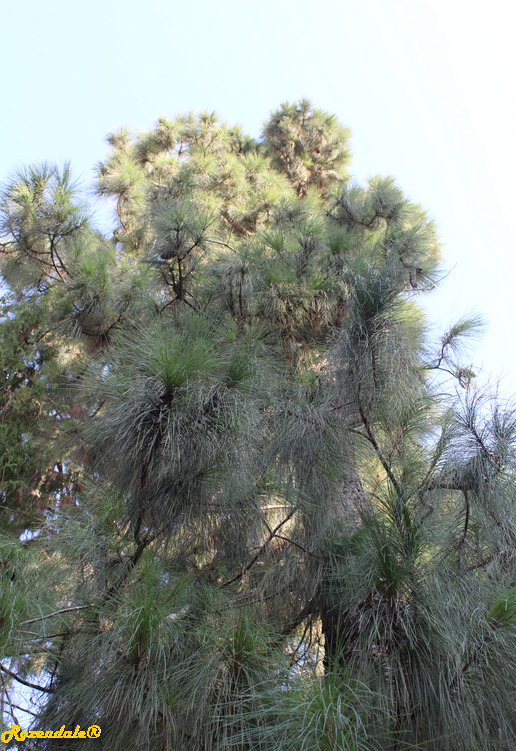 /images/plants/1_10_2_PlantVerticalPhotographs/Pinus_pinaster2Jerusalem20171105d.PNG
