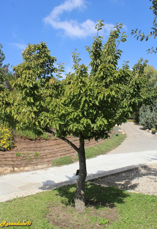 /images/plants/1_10_2_PlantVerticalPhotographs/Prunus_campanulata2Jerusalem20171105a.PNG
