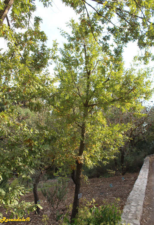 /images/plants/1_10_2_PlantVerticalPhotographs/Quercus_cerris2Jerusalem20171105.PNG