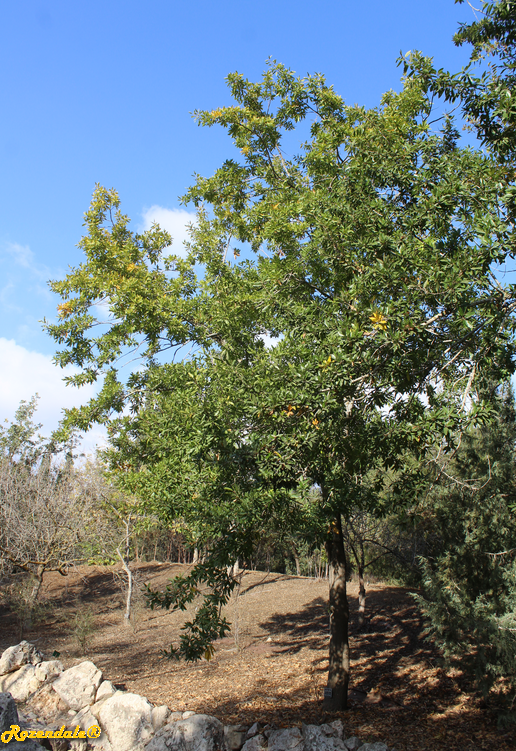 /images/plants/1_10_2_PlantVerticalPhotographs/Quercus_libani2Jerusalem20171105b.PNG