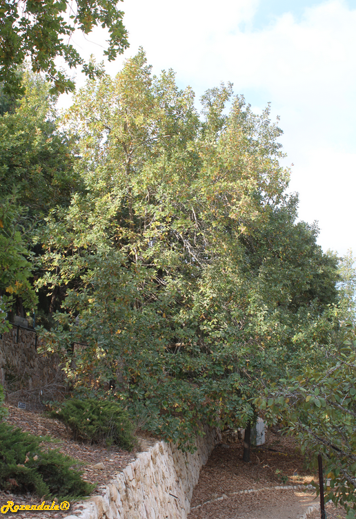 /images/plants/1_10_2_PlantVerticalPhotographs/Quercus_pedunculiflora2Jerusalem20171105.PNG