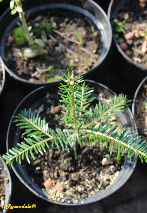 /Abies_grandis3Sneek20160915.jpg