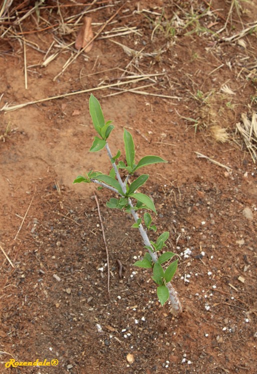 /Adansonia_digitata3Mamelodi20151105.jpg