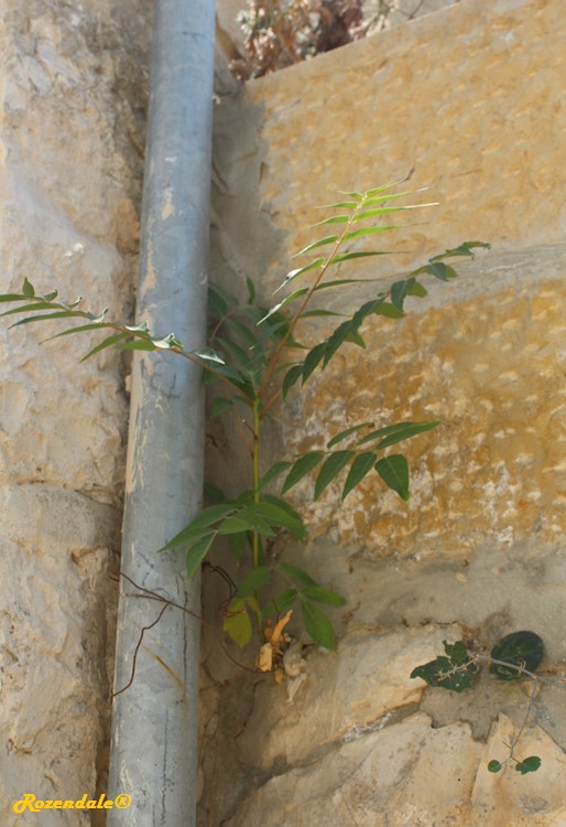 /Ailanthus_altissima3Jerusalem20160815.jpg