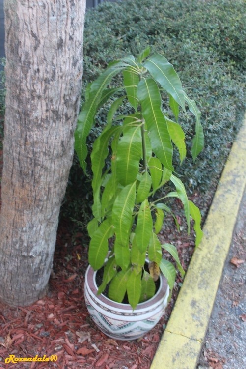 /Mangifera_indica3CrossCityFL20161114.jpg