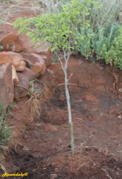 Caesalpinia_ferrea3MamelodiSA20151115.png