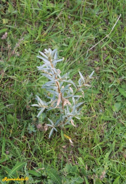 Hippophae_rhamnoides3Katwijk_NL20170816a.jpg