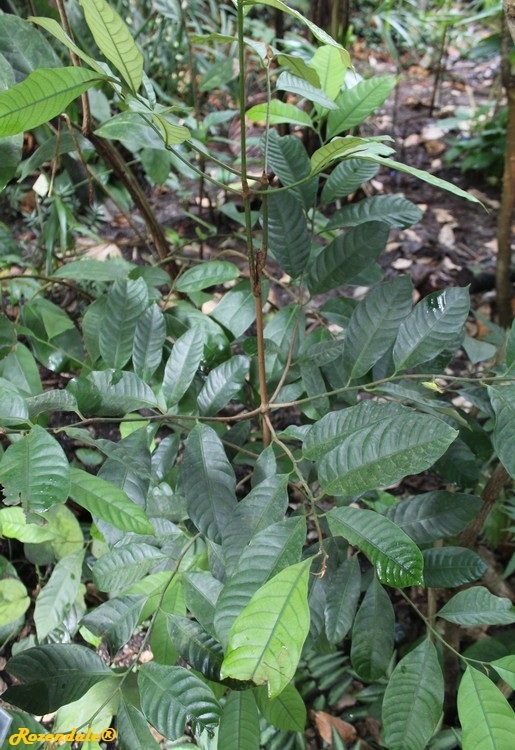 Myristica_fragrans3Leiden_NL20170816a.jpg