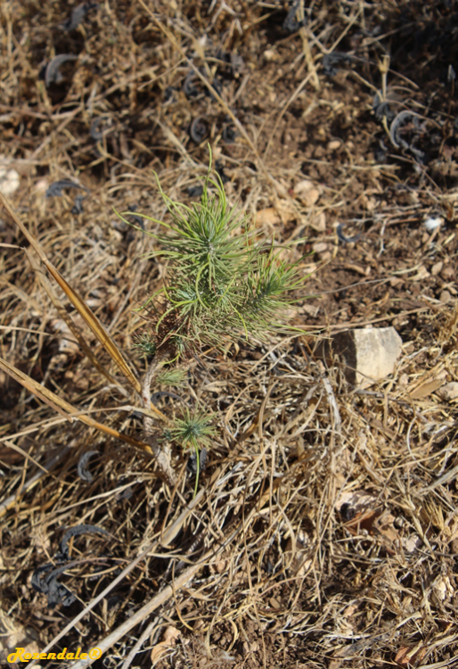 Pinus_halepensis2EinKfir20170923.png