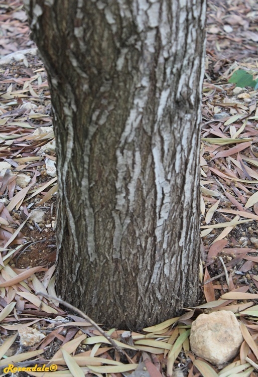 /Acacia_melanoxylon2Jerusalem20171105b.jpg