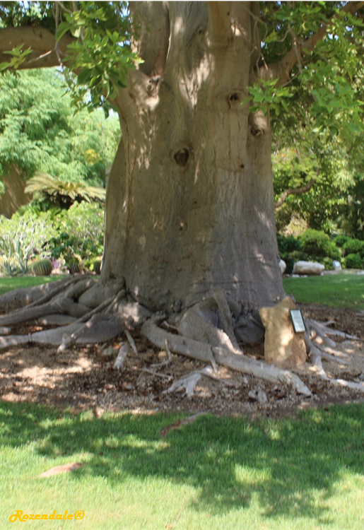 /Adansonia_digitata4EinGedi20160815.jpg