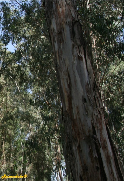 /Eucalyptus_xxx4KineretIL20100501.jpg