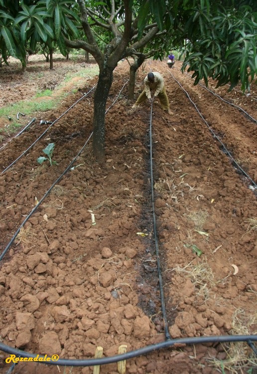 /Mangifera_indica4UainiRiverKE20130527a.jpg