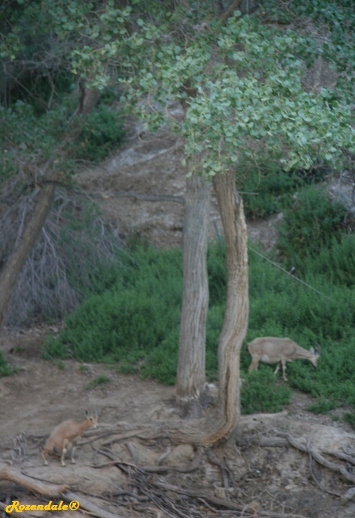 /Populus_euphratica4EinAvdatIL20100510.jpg