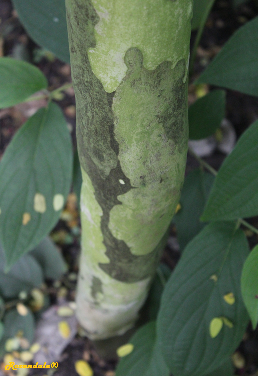 /images/plants/1_10_4_PlantBarkRootPhotographs/Caesalpinia_ferrea4Utrecht20170824.png