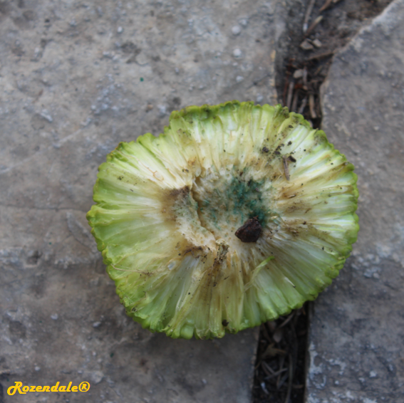 Maclura_pomifera5Jerusalem20171103.png