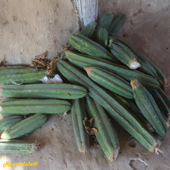 Trichocereus_pachanoi6BMilcah20171022.png