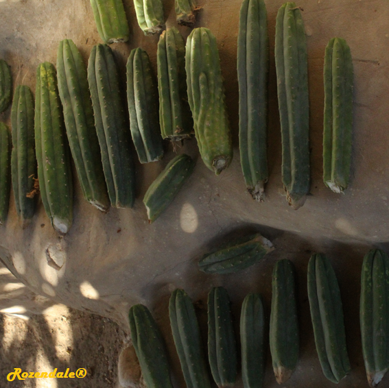 Trichocereus_pachanoi6BMilcah20171110.png